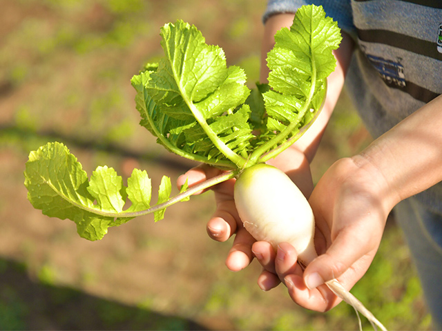 野菜の栽培